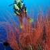 seawhip_kj_v_0705_png0004.jpg